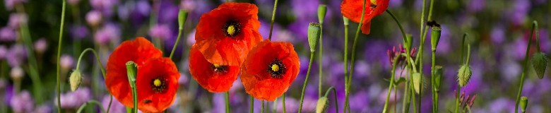 coquelicots